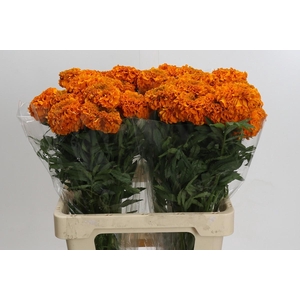 Tagetes Marigold Promise Orange