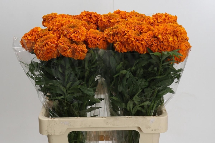 <h4>Tagetes Marigold Promise Orange</h4>
