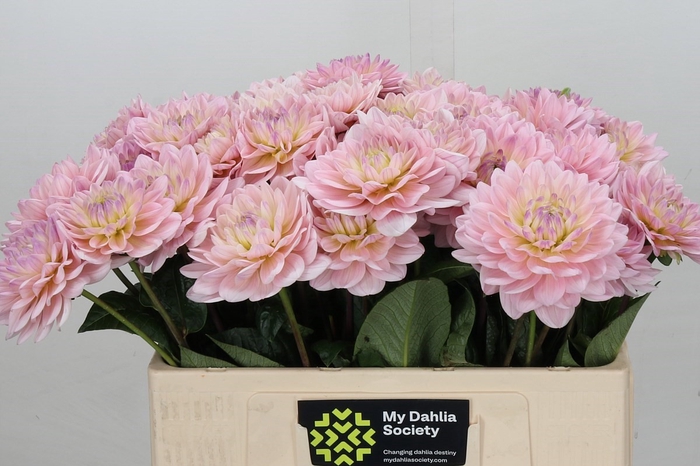 <h4>Dahlia Dianas Memory</h4>