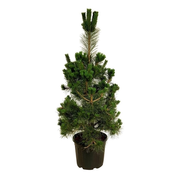 <h4>Pinus nigra nigra</h4>