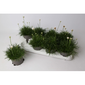 Armeria maritima 'Abbey Deep White'