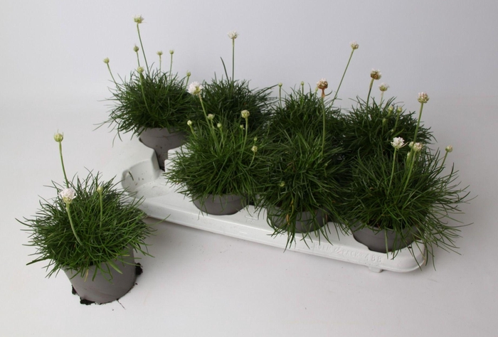 <h4>Armeria maritima 'Abbey Deep White'</h4>