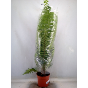 Dicksonia antarctica