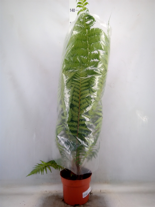 <h4>Dicksonia antarctica</h4>