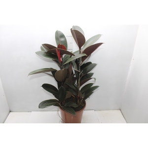 FICUS ELASTICA BURGUNDY P24