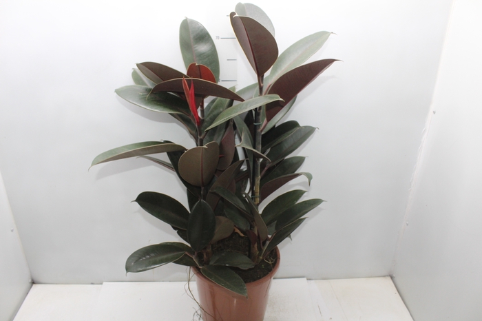 <h4>FICUS ELASTICA BURGUNDY P24</h4>
