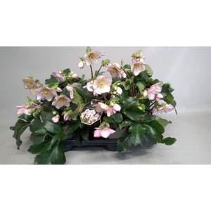 Helleborus  'Ice N Roses Picotee'