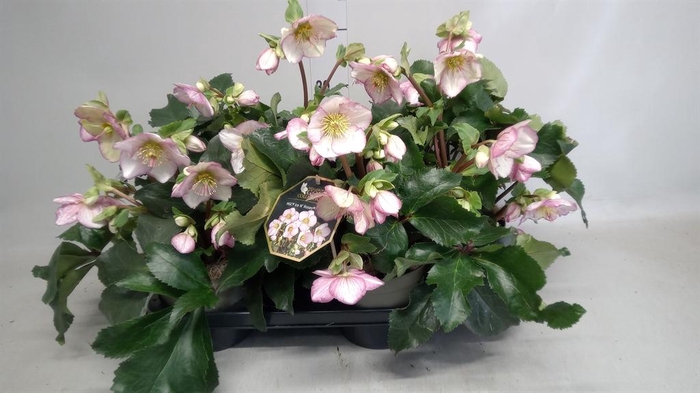 <h4>Helleborus  'Ice N Roses Picotee'</h4>