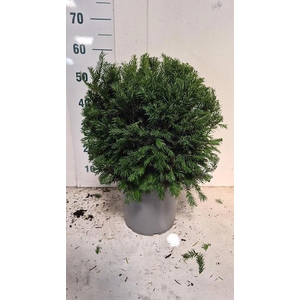 TAXUS M GROENLAND
