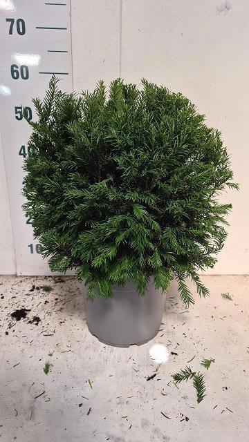 <h4>TAXUS M GROENLAND</h4>