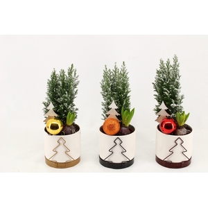 Kerst Arrangement Collectie 