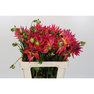 Dahlia Electric Flash