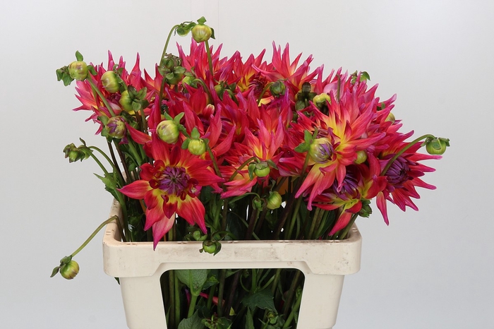 <h4>Dahlia Electric Flash</h4>