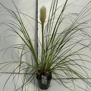 Graminées Cortaderia sell. 'Pumila'