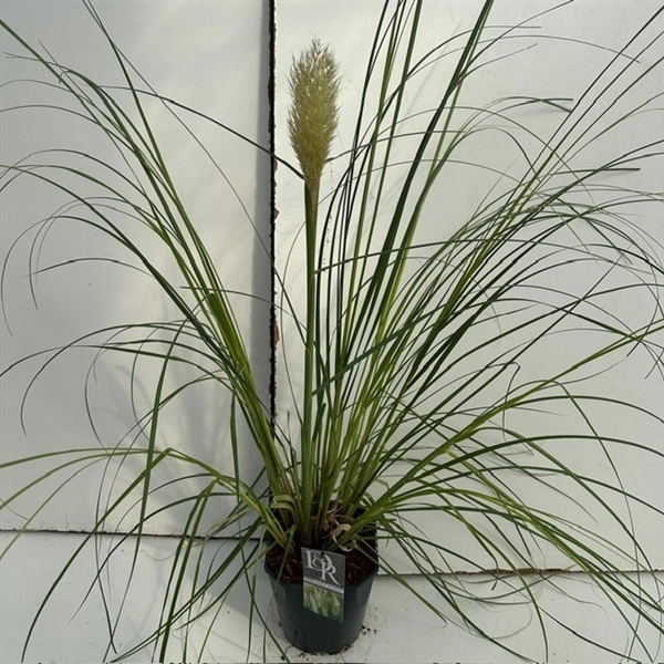 <h4>Cortaderia sell. 'Pumila'</h4>