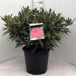 Rhodo. 'Ana' pink/red