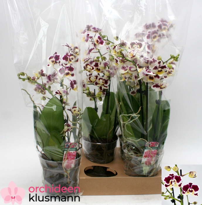 <h4>PHAL GEM</h4>