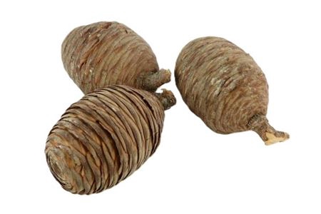 <h4>Deco Pinecone Cedar 50pcs L10 Natural</h4>