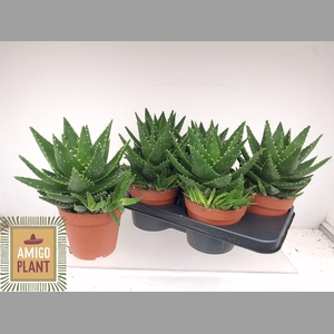 ALOE PERFOLIATA