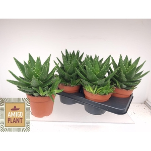 ALOE PERFOLIATA