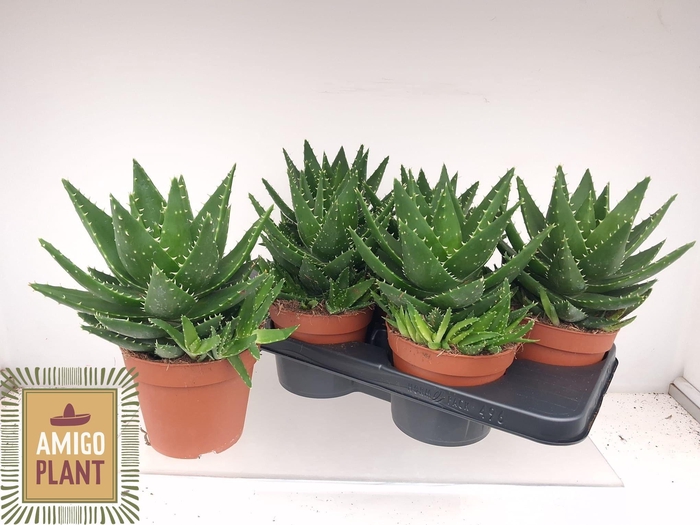 <h4>ALOE PERFOLIATA</h4>