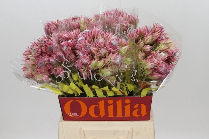<h4>Blushing Bride Pink 6/9 Flowers</h4>