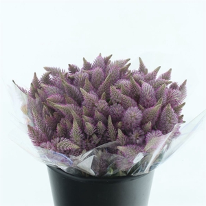 Ptilotus Matilda