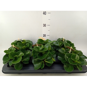 Peperomia obt. 'Green Gold'