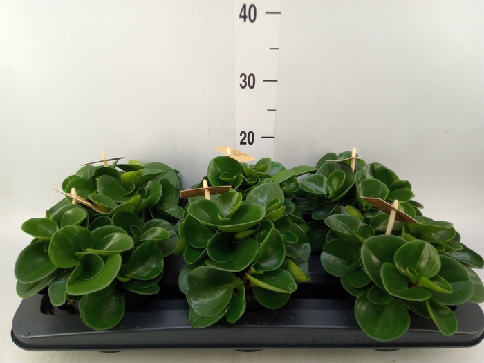 <h4>Peperomia obt. 'Green Gold'</h4>