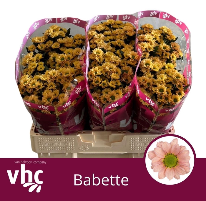 <h4>CHR S BABETTE</h4>
