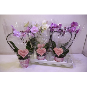 arr8 Phal Gem 3 Kl Hartvorm