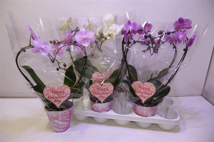 <h4>arr8 Phal Gem 3 Kl Hartvorm</h4>