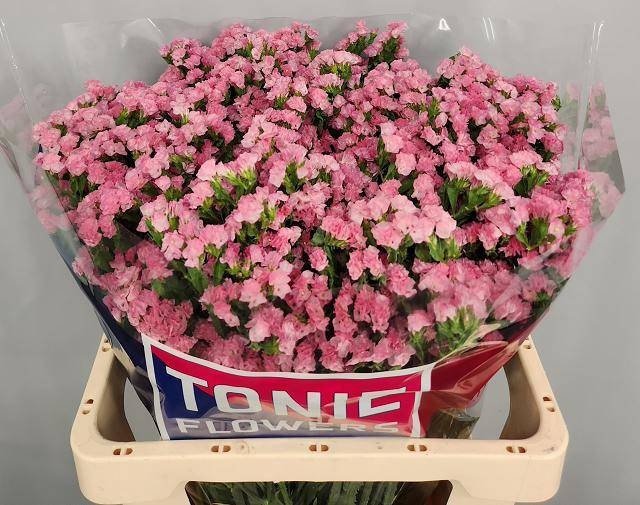 <h4>LIM S EMMA PEACH+</h4>