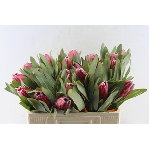 Protea Sheila