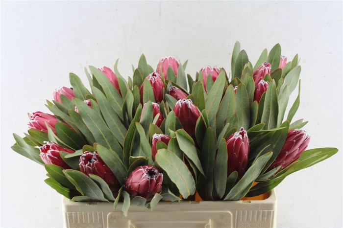 <h4>Protea Sheila</h4>