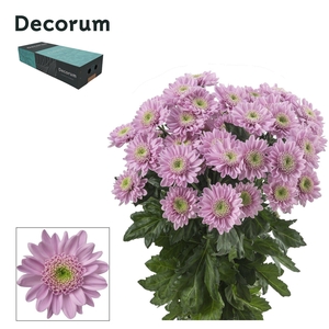 Chr T Optimist Decorum exportbox