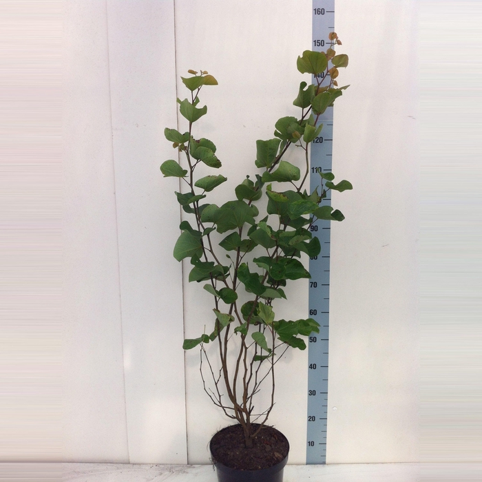 <h4>Cercis siliquastrum</h4>