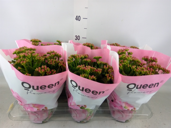<h4>Kalanchoe  'MoreFlow Lillian'</h4>