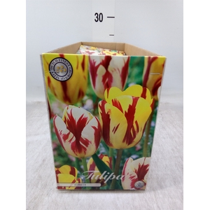 Tulipa   ...flowerbulbs