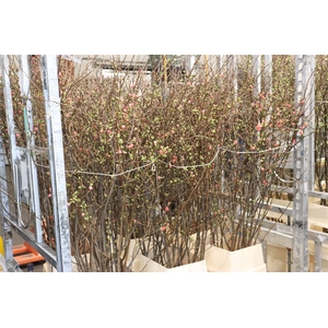 Chaenomeles Japonica Red P Stem