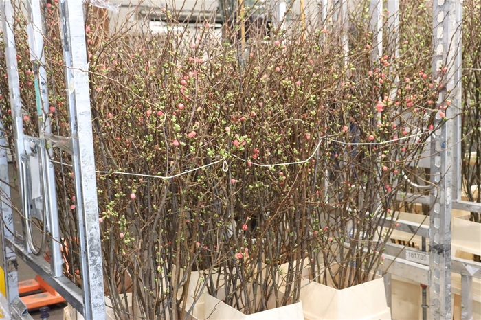 <h4>Chaenomeles Japonica Red P Stem</h4>