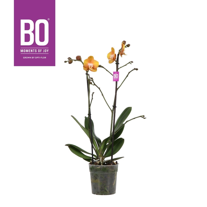 <h4>Colours P12 BO Las Vegas 2 spike</h4>