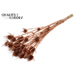 Cardi Distel Natural 10pc/bunch 55cm Copper