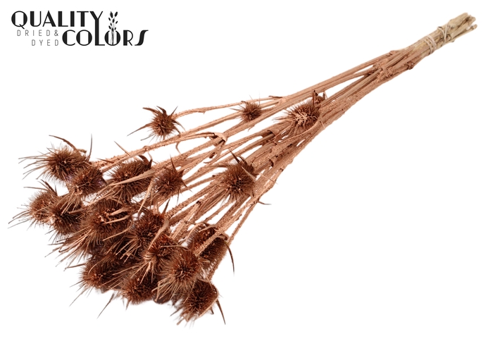 <h4>Cardi Distel Natural 10pc/bunch 55cm Copper</h4>