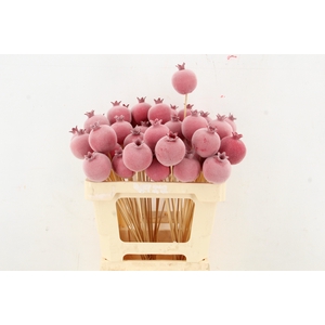 Stick Pomegranate Fl. Ø7 Red