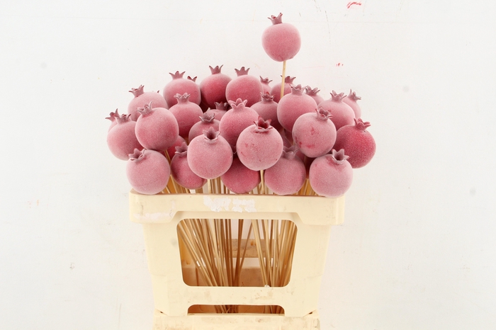 <h4>Stick Pomegranate Fl. Ø7 Red</h4>