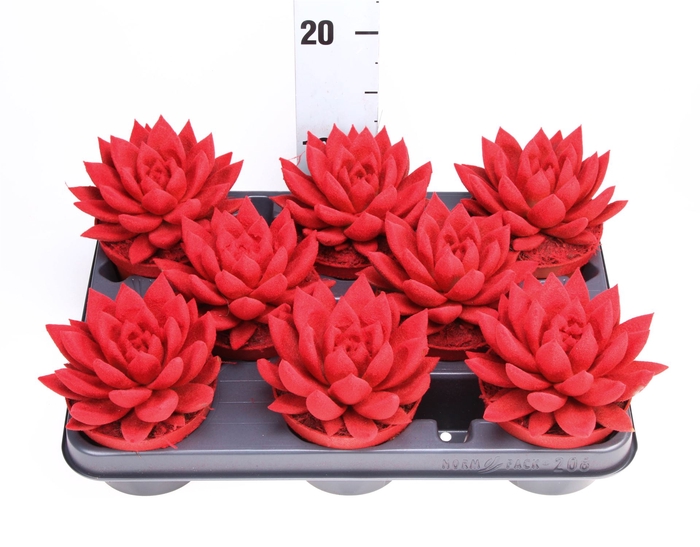 <h4>Echeveria  'Miranda'</h4>