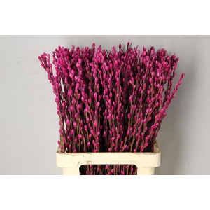 Salix Snowflake 70cm Erica