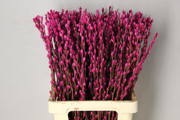 Salix Snowflake 70cm Erica