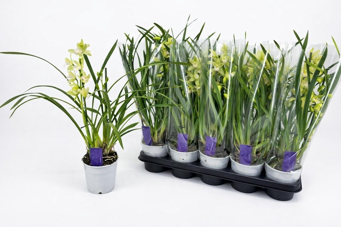 <h4>CYMB OVERIG</h4>